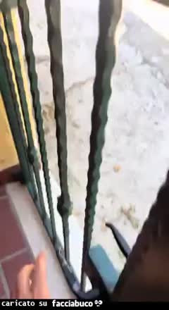 Gif Animata