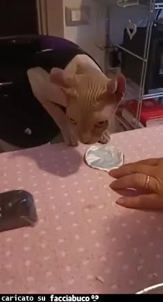 gif animata