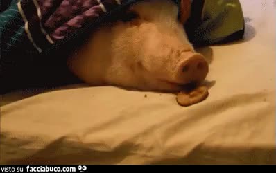 gif animata