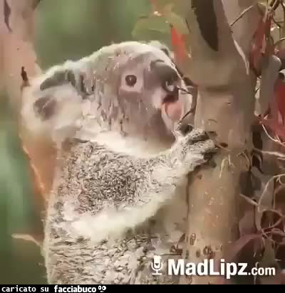 gif animata