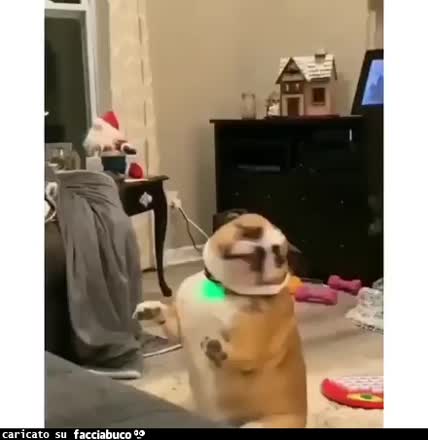 Gif Animata
