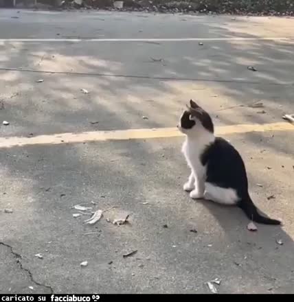 Gif Animata