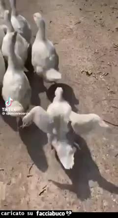 gif animata