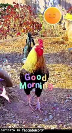 gif animata