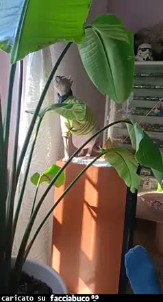 Gif Animata