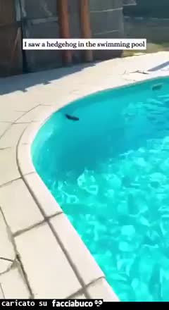 Gif Animata