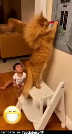 Gif Animata