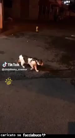 gif animata