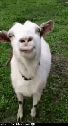gif animata