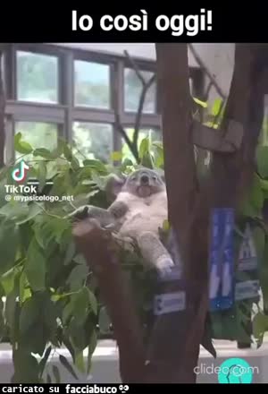 Io così oggi koala immobile