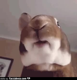 gif animata