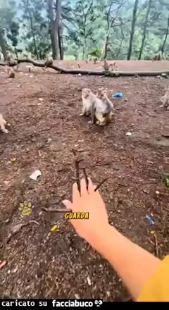 Gif Animata