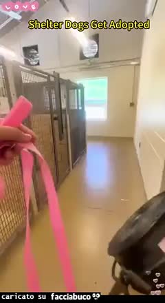 Gif Animata
