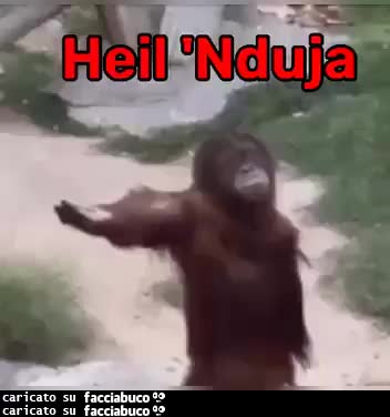 gif animata