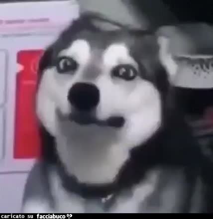 gif animata