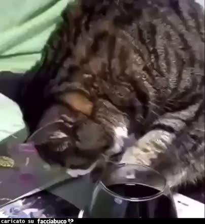 Gif Animata