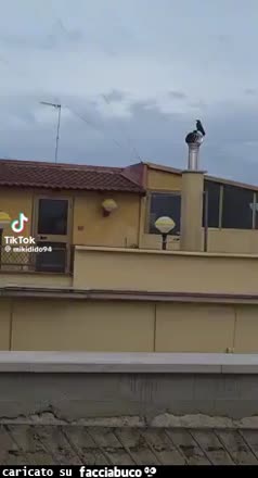 Merlo che canta e gira