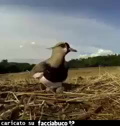 Gif Animata