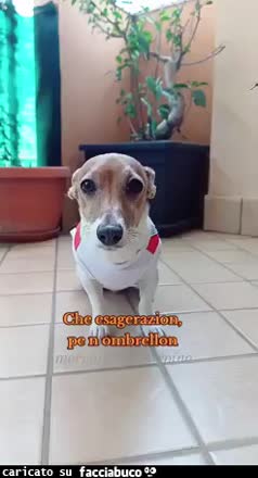Gif Animata