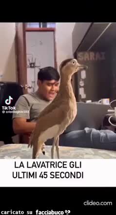 La lavatrice gli ultimi 45 secondi uccello