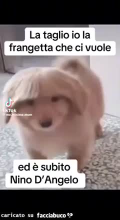 Gif Animata
