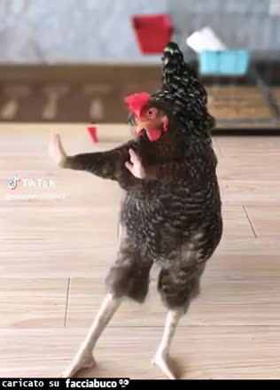 Gif Animata
