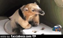 gif animata