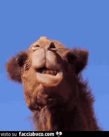 gif animata