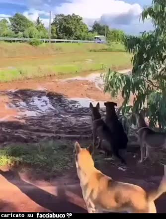 Gif Animata