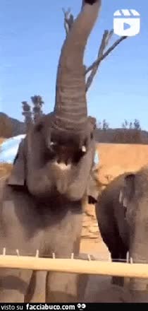 gif animata