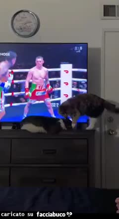 Gif Animata