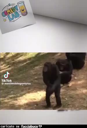 gif animata