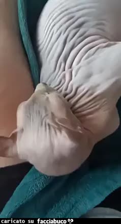 Gif Animata