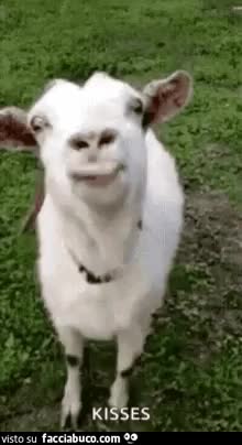 gif animata