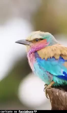 Gif Animata