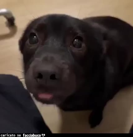 Gif Animata