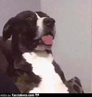 gif animata