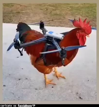 gif animata