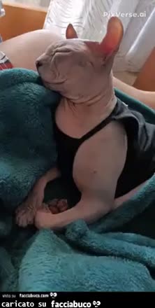gif animata