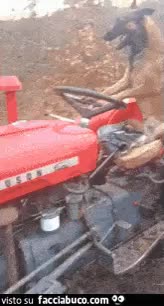 gif animata