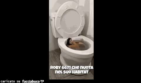 gif animata