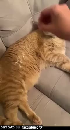 Gatto al forno, gatto in crosta