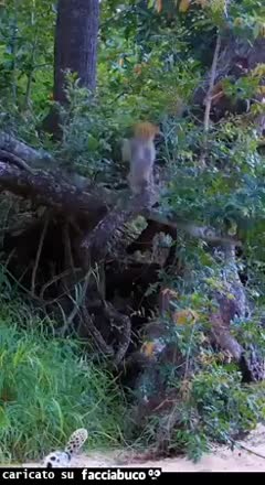 Gif Animata