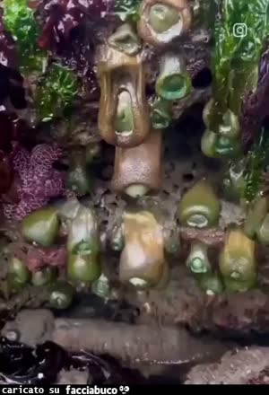 Anemone di mare gigante fa pipì
