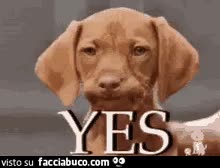 gif animata