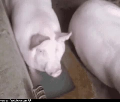 gif animata