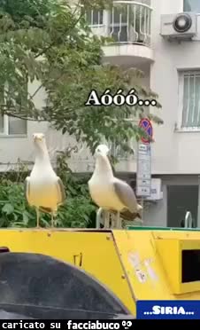 gif animata