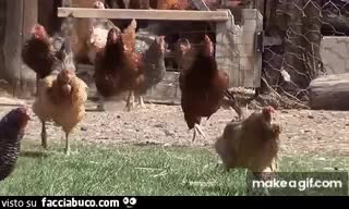 Gif Animata