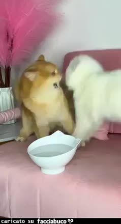 Gif Animata