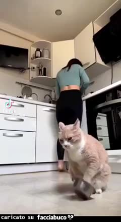 Gif Animata